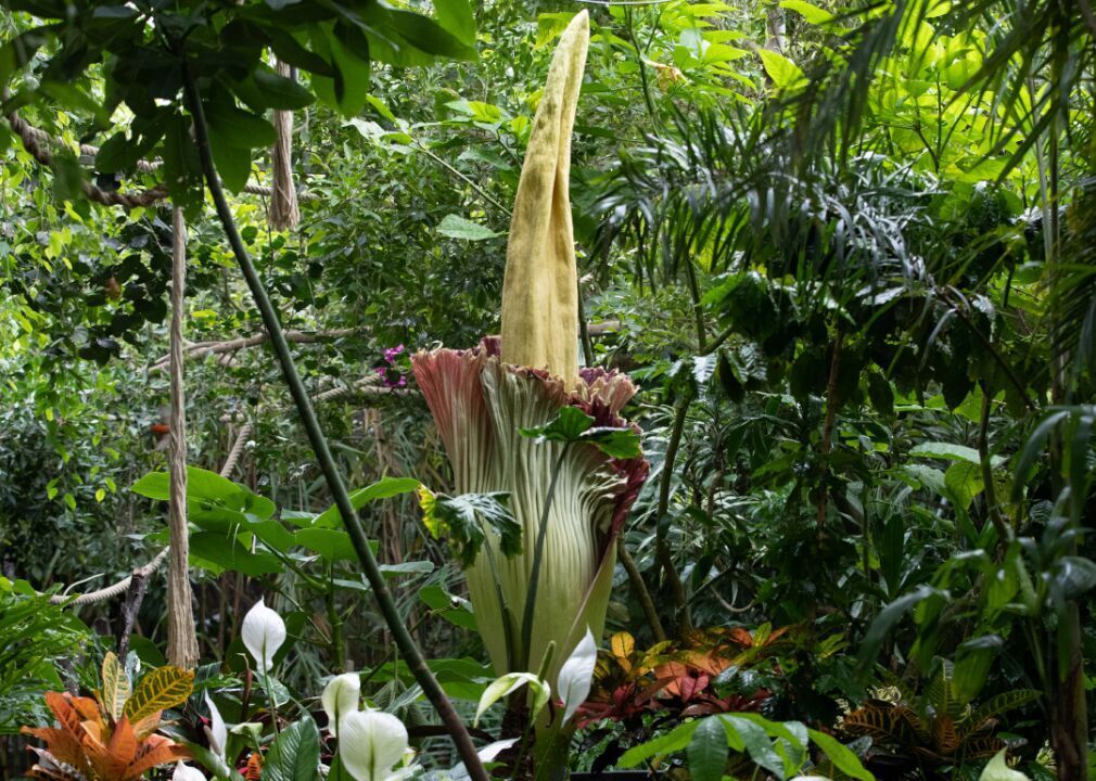 Titan Arum flower plant blooms in Belgium